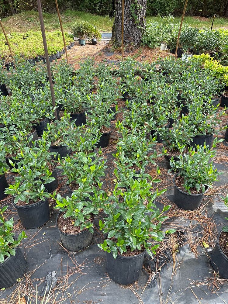 gardenia-jasminoides-august-beauty-cape-jasmine-gandharaj-gardenia-augusta