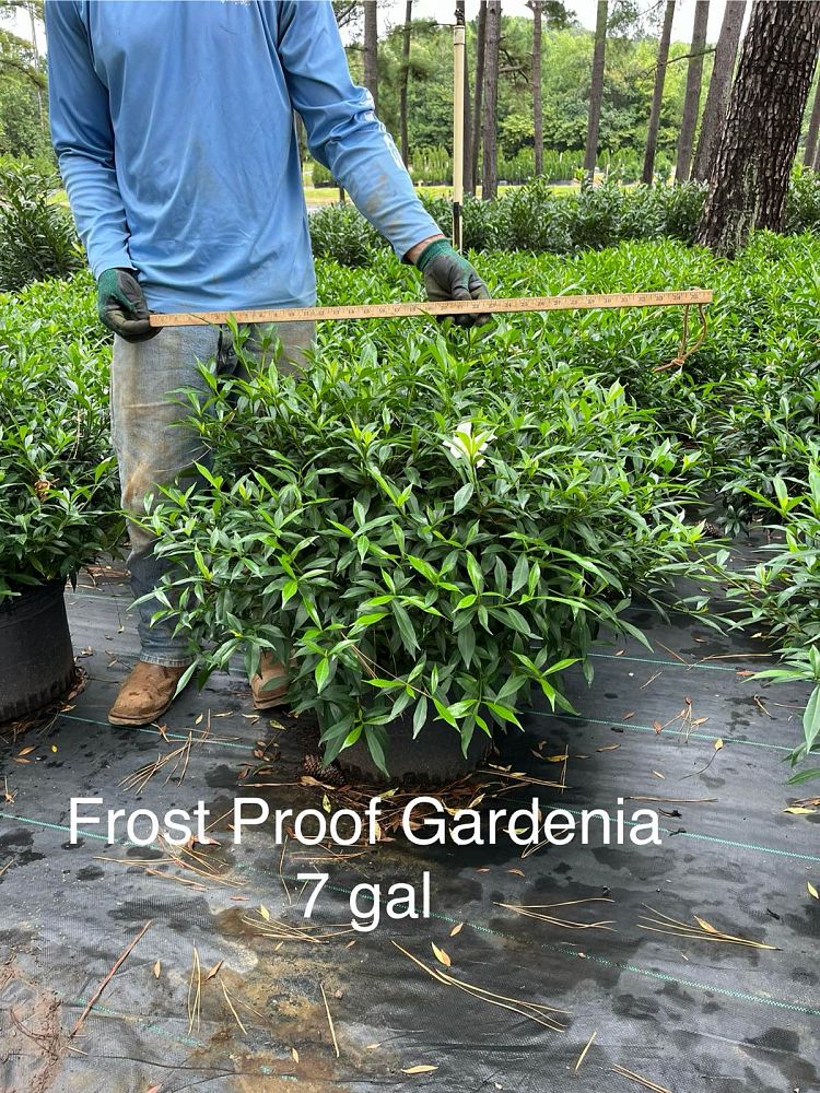 gardenia-jasminoides-frostproof-cape-jasmine-gandharaj-gardenia-augusta