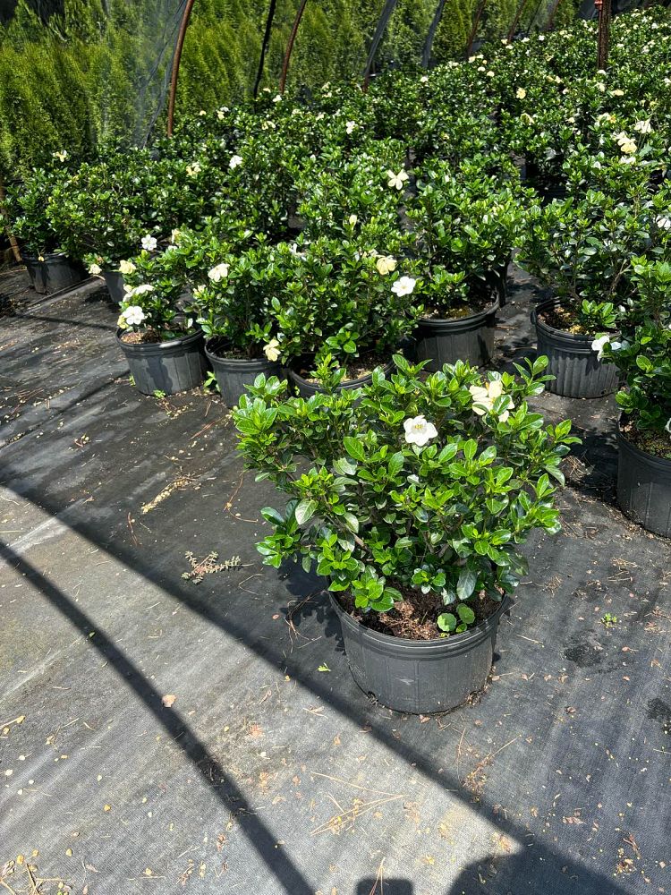 gardenia-jasminoides-kleim-s-hardy-cape-jasmine-gandharaj-gardenia-augusta