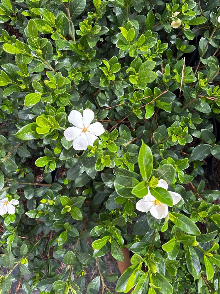 gardenia-jasminoides-kleim-s-hardy-cape-jasmine-gandharaj-gardenia-augusta