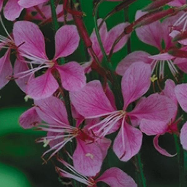 gaura-lindheimeri-siskiyou-pink-lindheimer-s-beeblossom