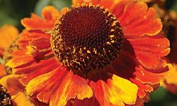 helenium-mardi-gras-dogtooth-daisy-helen-s-flower-sneezeweed