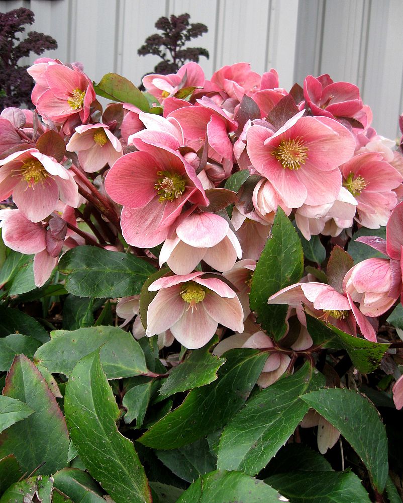 helleborus-ballardiae-hgc-pink-frost-lenten-rose