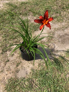 hemerocallis-double-red-nova-daylily