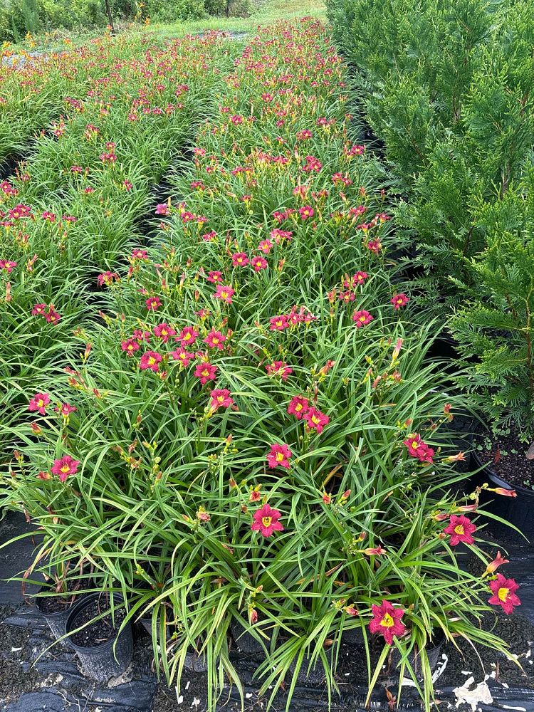 hemerocallis-pardon-me-daylily