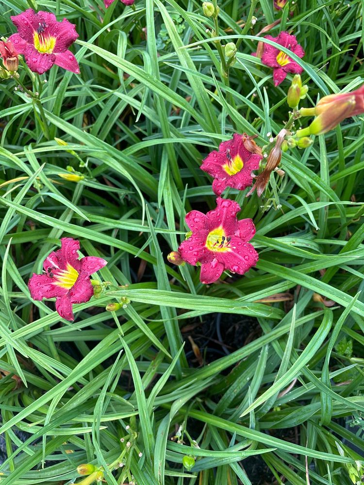 hemerocallis-pardon-me-daylily