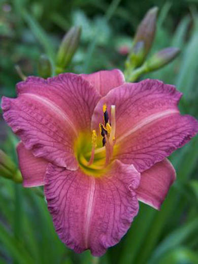 hemerocallis-purple-de-oro-daylily