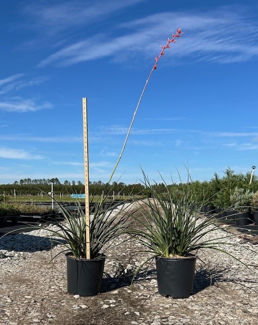 hesperaloe-parviflora-red-false-yucca