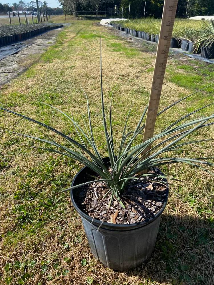 hesperaloe-parviflora-red-false-yucca