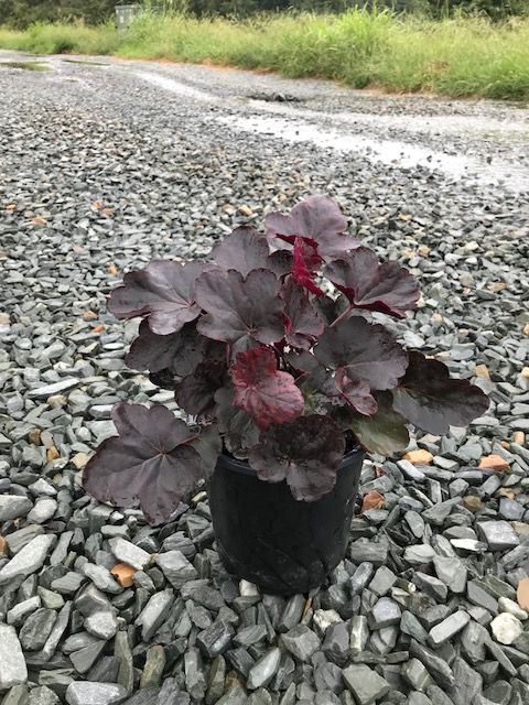 heuchera-obsidian-alumroot-coral-bells