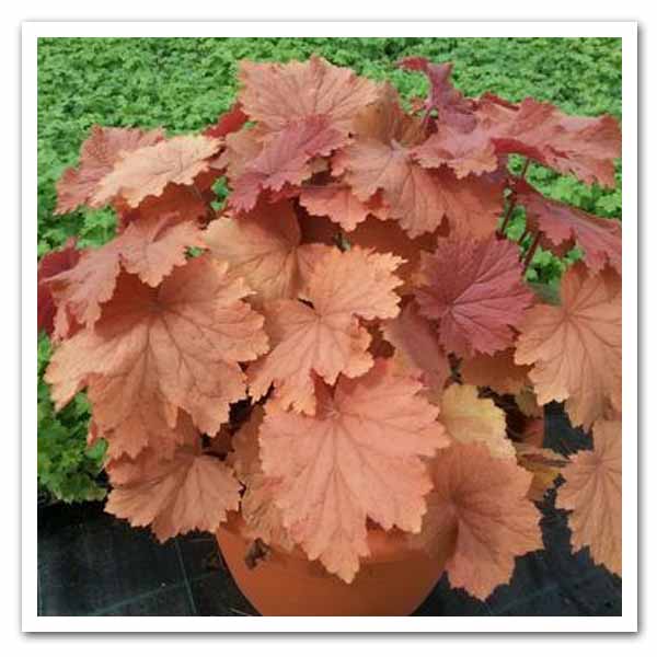 heuchera-villosa-caramel-coralbells-hairy-alumroot