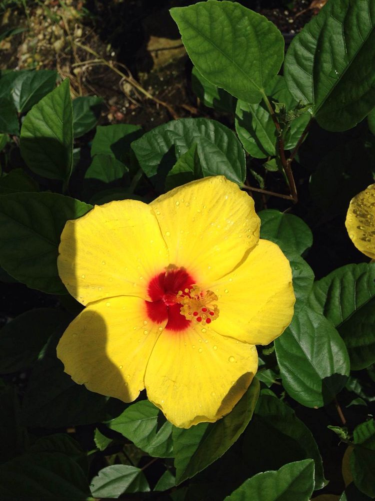 hibiscus-rosa-sinensis-spp-tropical-hibiscus