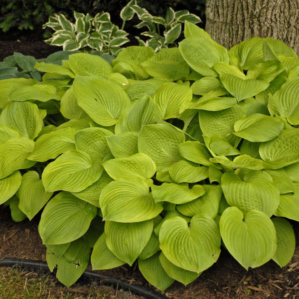 hosta-august-moon-plantain-lily