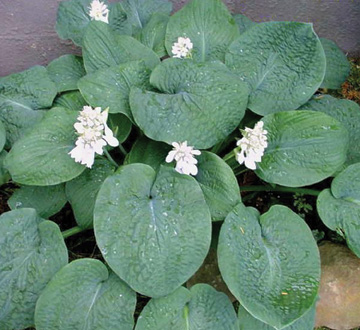 hosta-big-daddy-plantain-lily