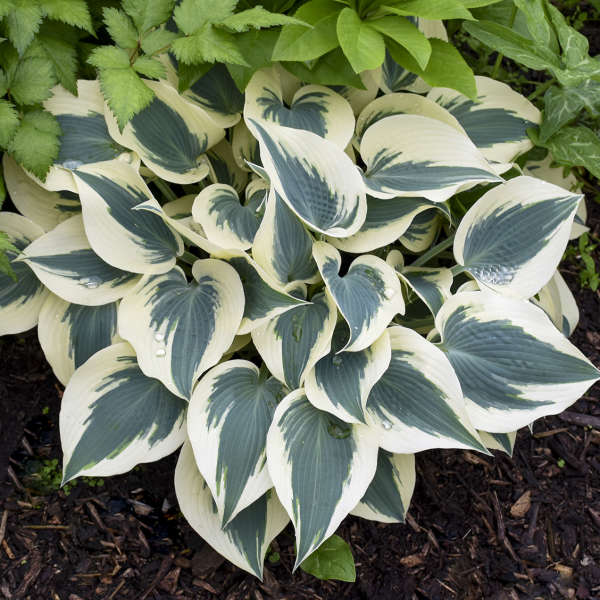 hosta-blue-ivory-plantain-lily