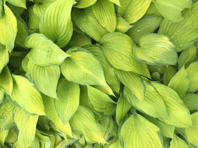 hosta-fortunei-gold-standard-plantain-lily