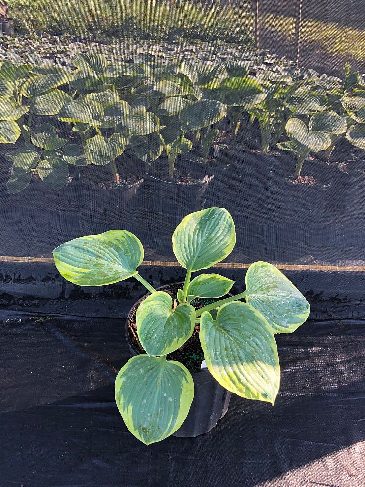 hosta-frances-williams-plantain-lily