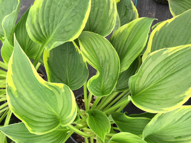 hosta-gold-crown-plantain-lily