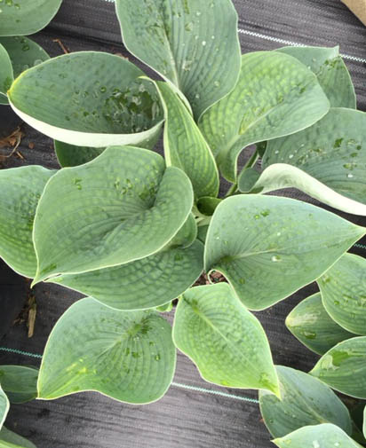 hosta-love-pat-plantain-lily