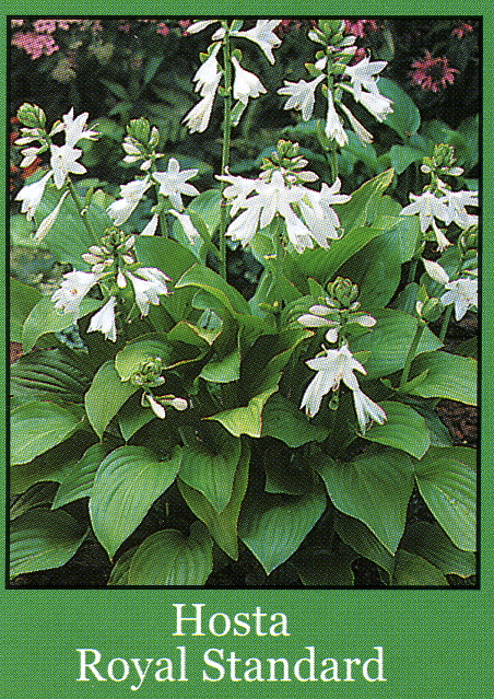 hosta-royal-standard-plantain-lily