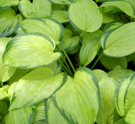 hosta-stained-glass-plantain-lily