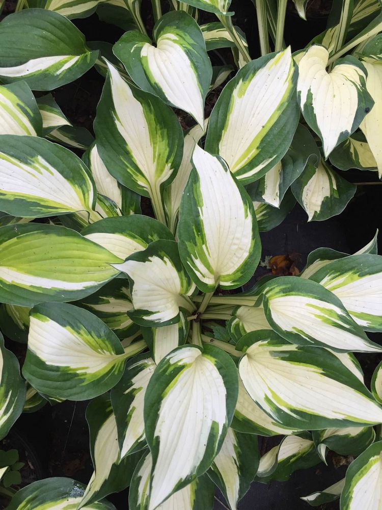 hosta-vulcan-plantain-lily