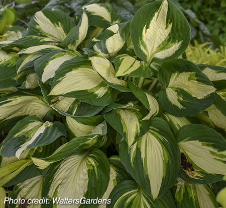 hosta-vulcan-plantain-lily