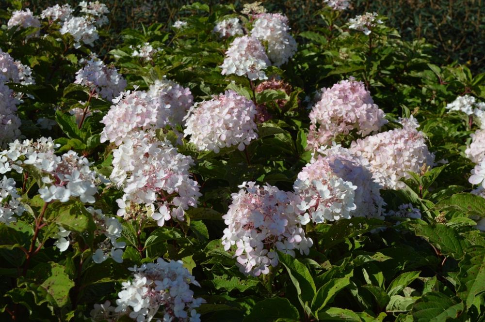 hydrangea-macrophylla-blushing-bride-endless-summer-reg-blushing-bride-hydrangea