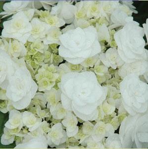 hydrangea-macrophylla-double-delights-wedding-gown