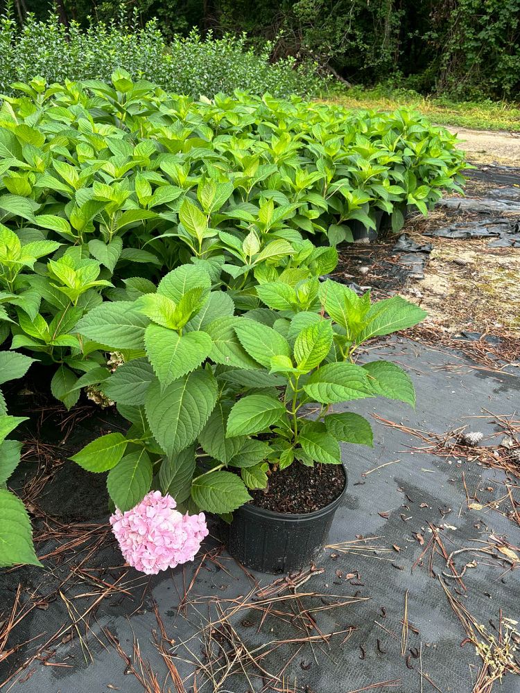 hydrangea-macrophylla-penny-mac