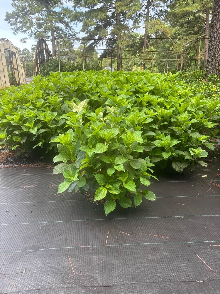 hydrangea-macrophylla-penny-mac