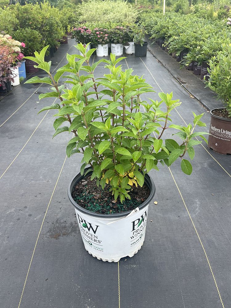 hydrangea-paniculata-ilvobo-bobo-reg-hardy-hydrangea