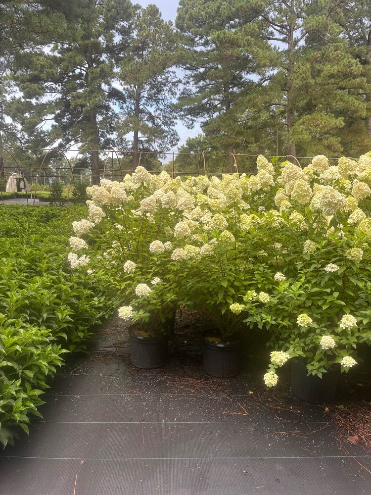 hydrangea-paniculata-limelight-limelight-hardy-hydrangea
