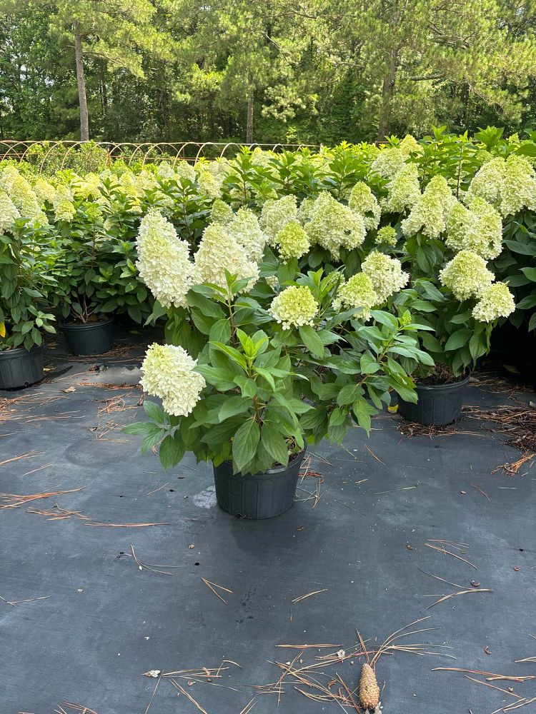 hydrangea-paniculata-panicle-hydrangea