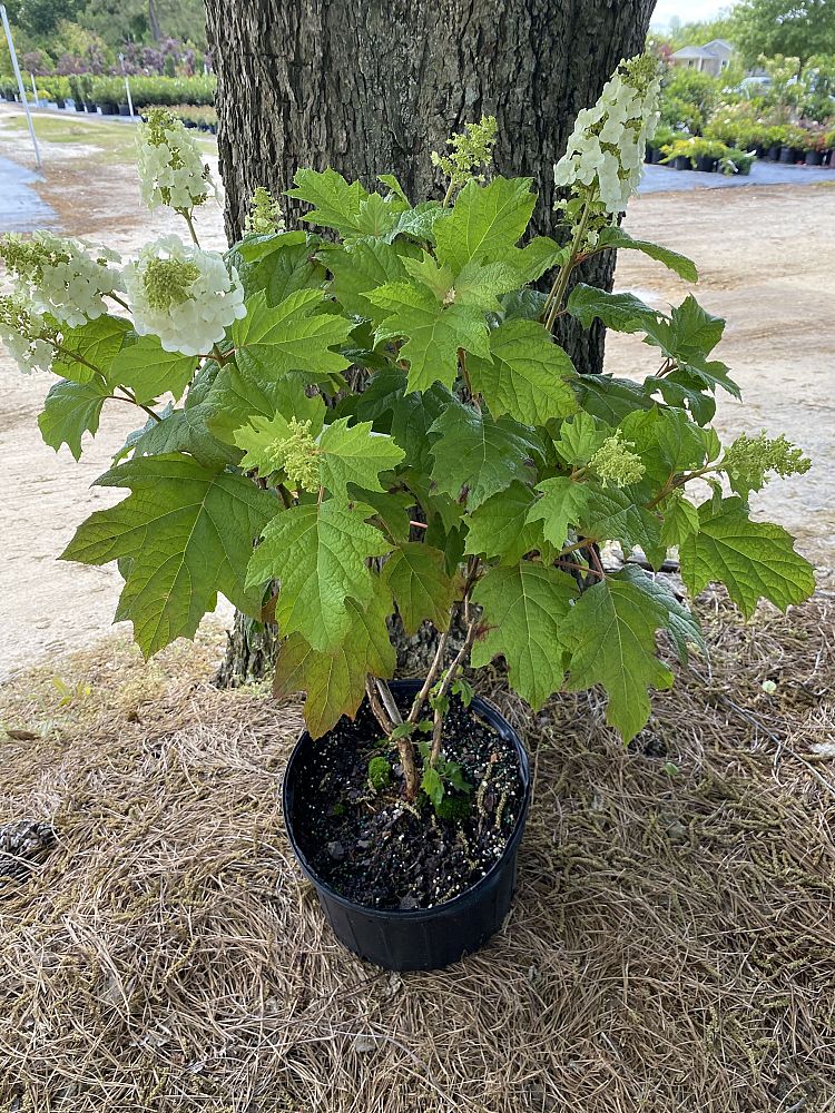 hydrangea-quercifolia-alice-oakleaf-hydrangea