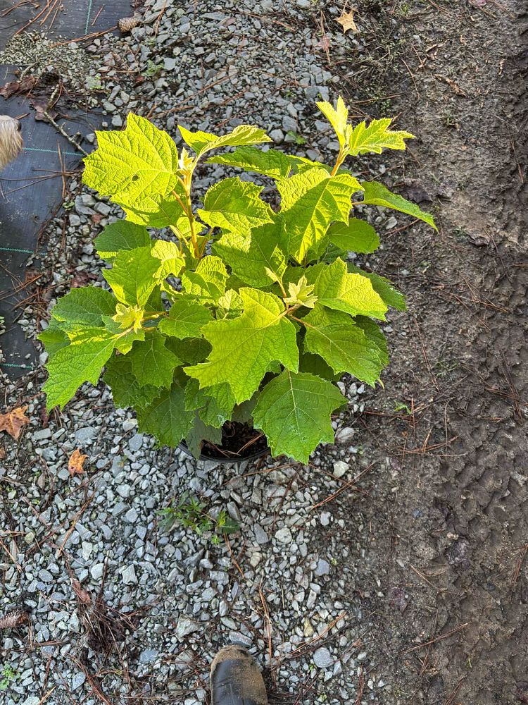 hydrangea-quercifolia-autumn-reprise-oakleaf-hydrangea-autumn-reprise