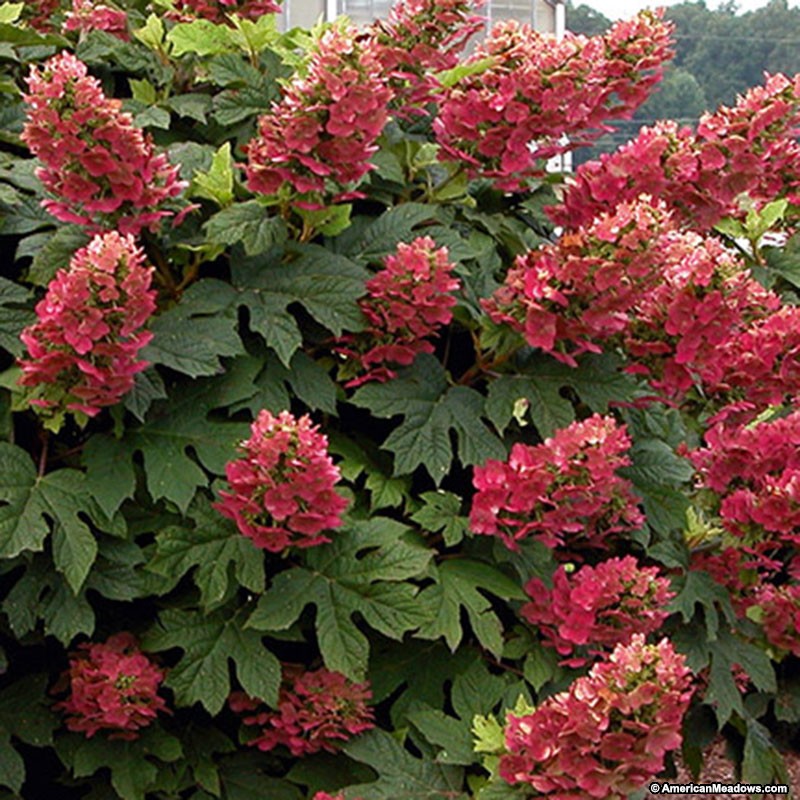 hydrangea-quercifolia-ruby-slippers-oakleaf-hydrangea-ruby-slippers