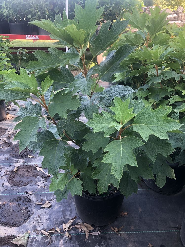 hydrangea-quercifolia-snow-queen-oakleaf-hydrangea-snow-queen