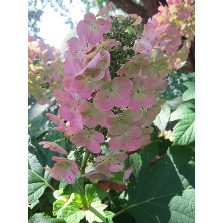 hydrangea-quercifolia-snow-queen-oakleaf-hydrangea-snow-queen