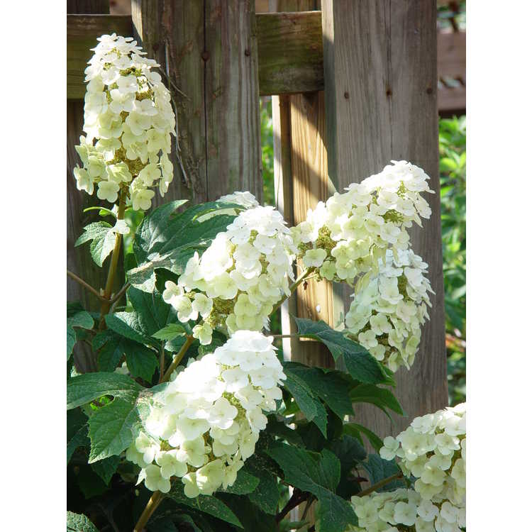hydrangea-quercifolia-snow-queen-oakleaf-hydrangea-snow-queen