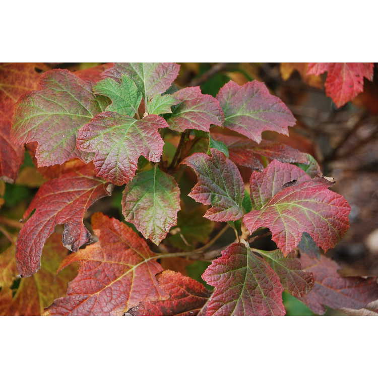 hydrangea-quercifolia-snow-queen-oakleaf-hydrangea-snow-queen