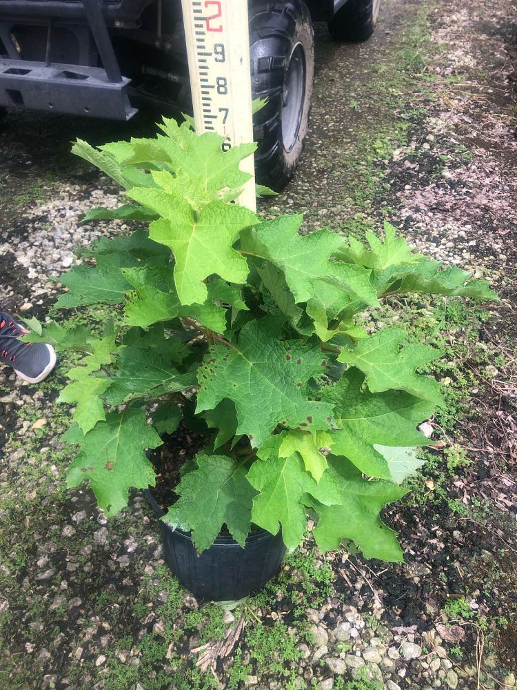 hydrangea-quercifolia-usna-74836-oakleaf-hydrangea-hydrangea-quercifolia-ruby-slippers