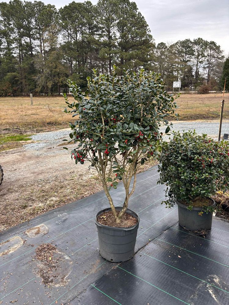 ilex-cornuta-burfordii-chinese-holly-horned-holly-burford-holly
