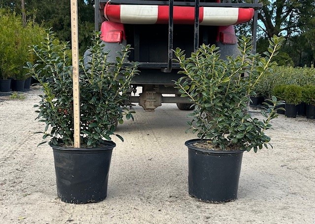 ilex-cornuta-burfordii-nana-chinese-holly-dwarf-burford-holly
