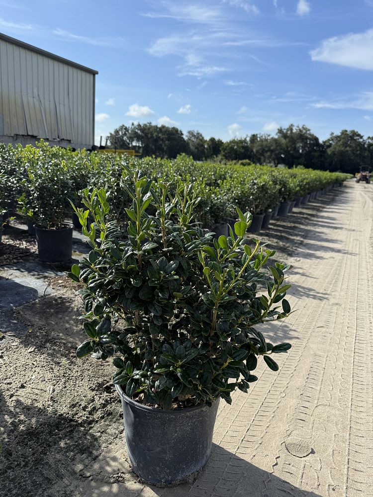 ilex-cornuta-burfordii-nana-chinese-holly-dwarf-burford-holly