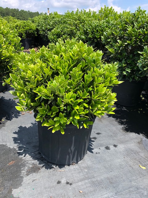 ilex-cornuta-carissa-chinese-holly-horned-holly