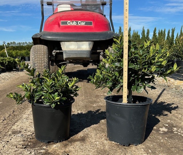 ilex-cornuta-carissa-chinese-holly-horned-holly