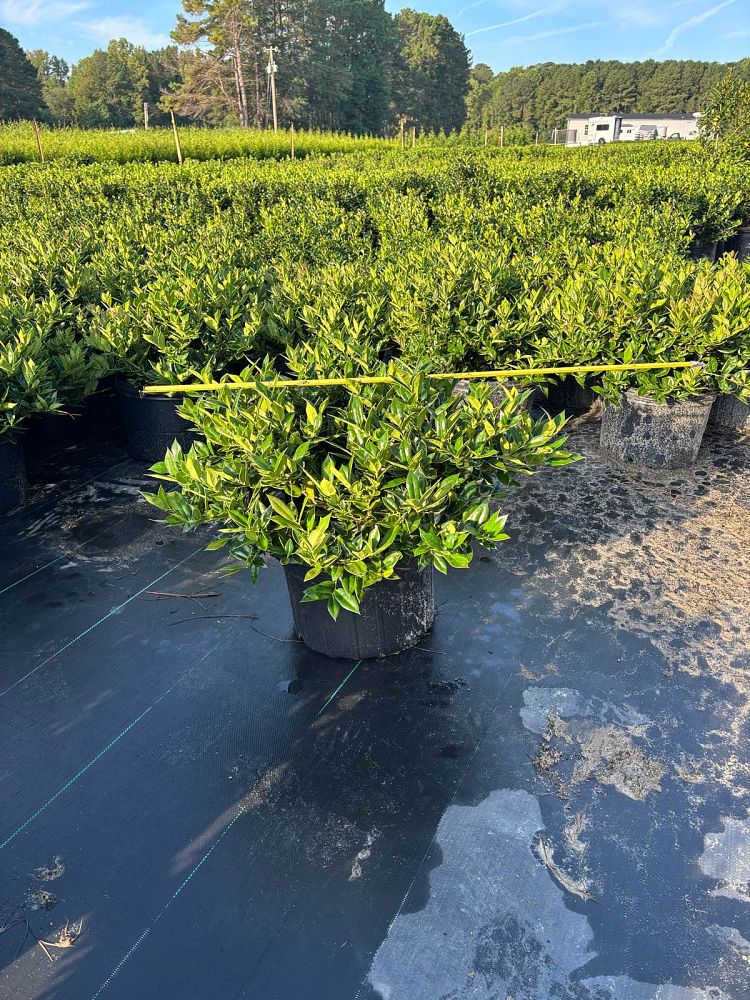 ilex-cornuta-carissa-chinese-holly-horned-holly