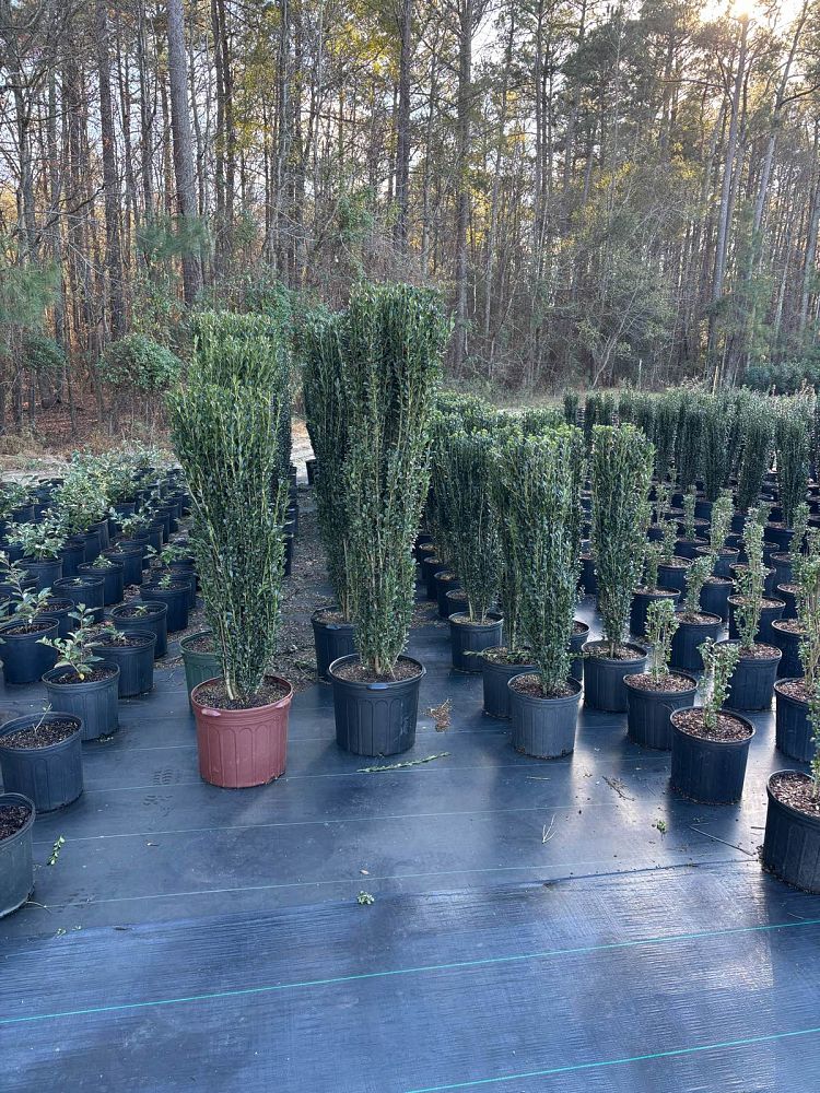 ilex-crenata-sky-pencil-japanese-holly