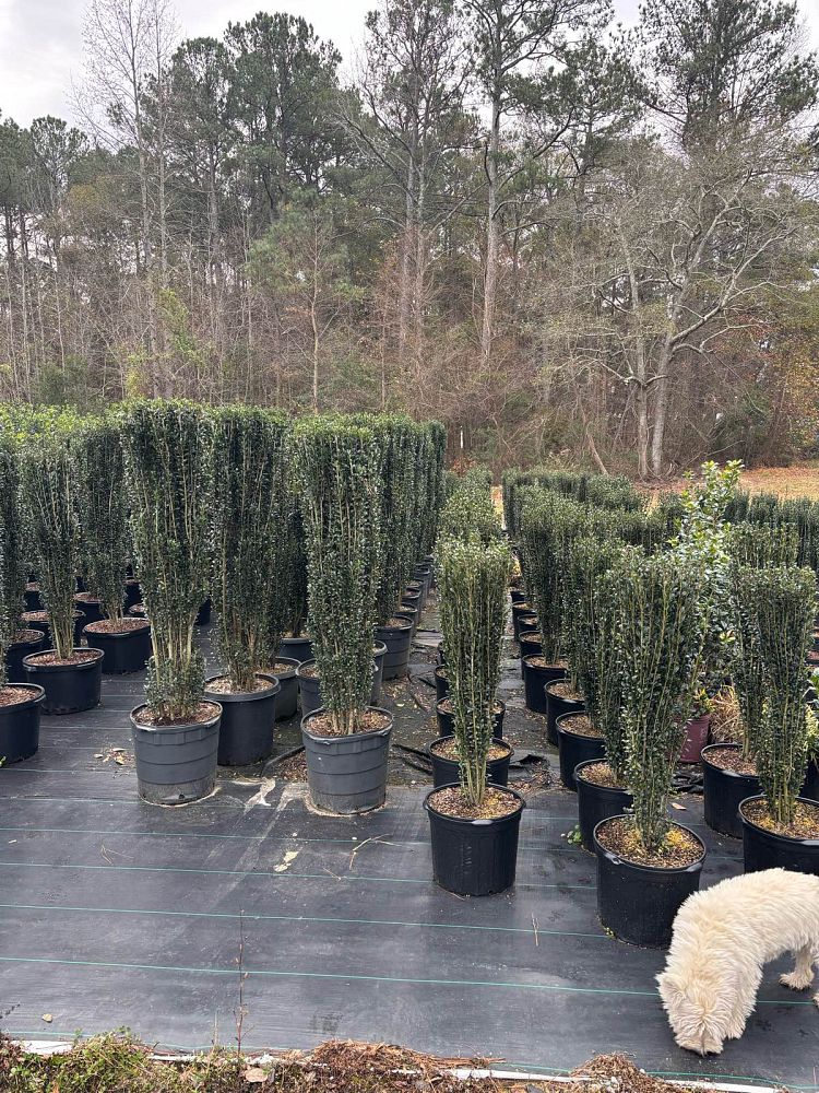 ilex-crenata-sky-pencil-japanese-holly